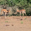 Kruger 316 copia
